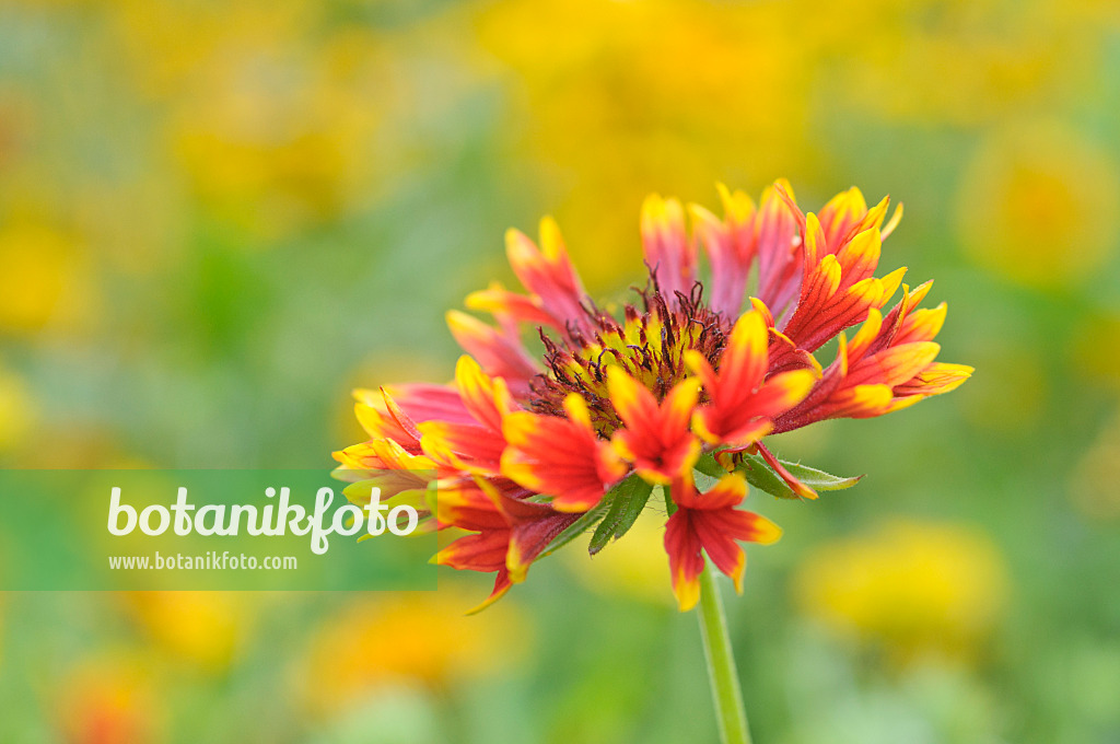 487087 - Blanket flower (Gaillardia)