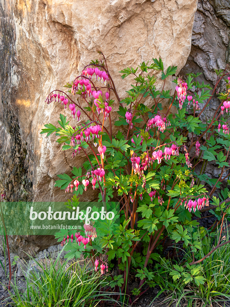 437129 - Bleeding heart (Lamprocapnos spectabilis syn. Dicentra spectabilis)