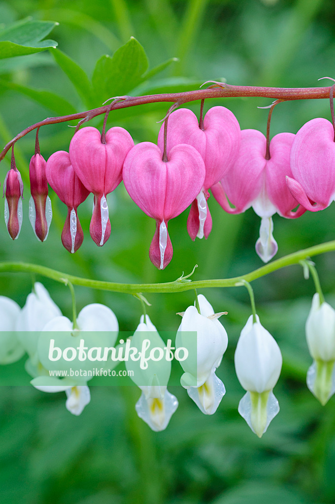 471259 - Bleeding heart (Lamprocapnos spectabilis syn. Dicentra spectabilis and Lamprocapnos spectabilis 'Alba' syn. Dicentra spectabilis 'Alba')