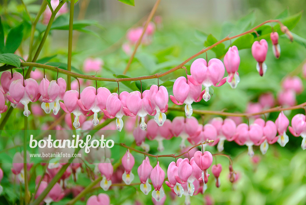 517434 - Bleeding heart (Lamprocapnos spectabilis syn. Dicentra spectabilis)