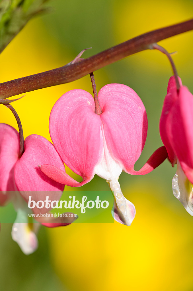 531188 - Bleeding heart (Lamprocapnos spectabilis syn. Dicentra spectabilis)