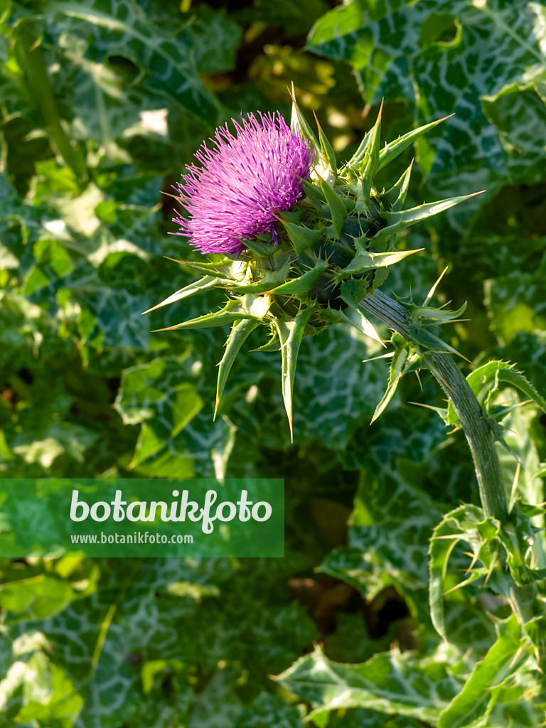 427255 - Blessed milk thistle (Silybium marianum)