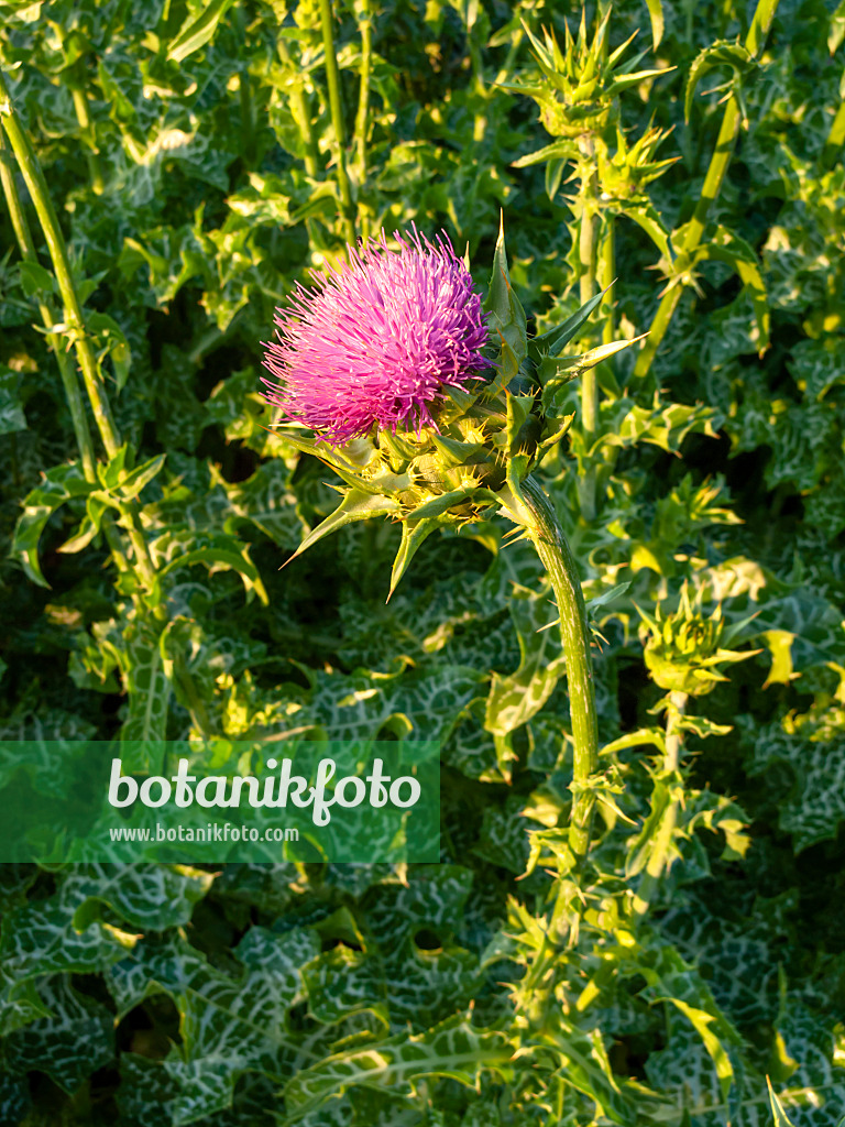 427259 - Blessed milk thistle (Silybium marianum)