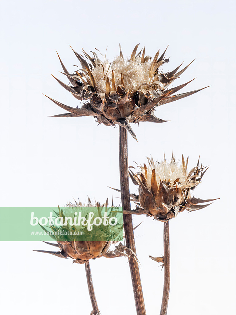 442044 - Blessed milk thistle (Silybium marianum)