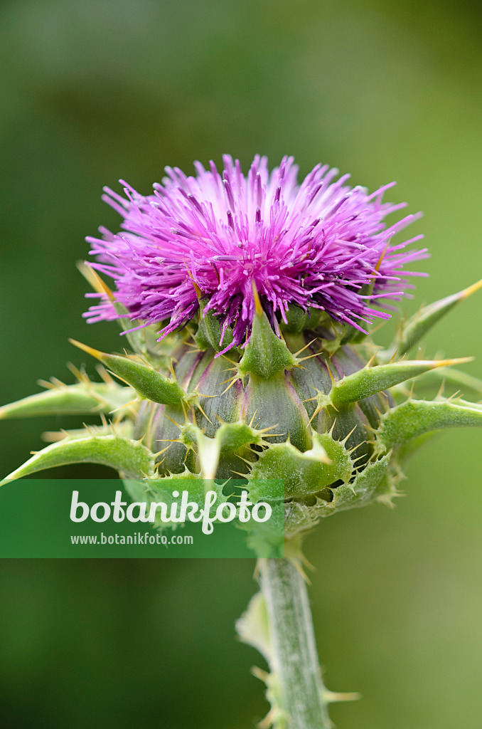 533601 - Blessed milk thistle (Silybium marianum)