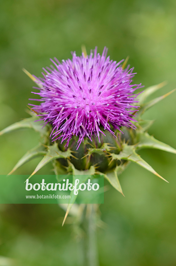 533602 - Blessed milk thistle (Silybium marianum)