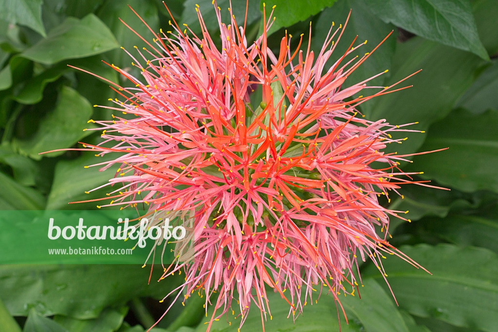 573047 - Blood flower (Scadoxus König Albert syn. Haemanthus König Albert)