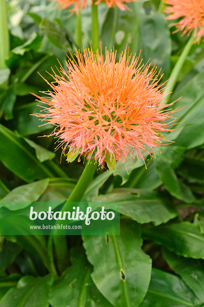 474490 - Blood flower (Scadoxus multiflorus syn. Haemanthus multiflorus)