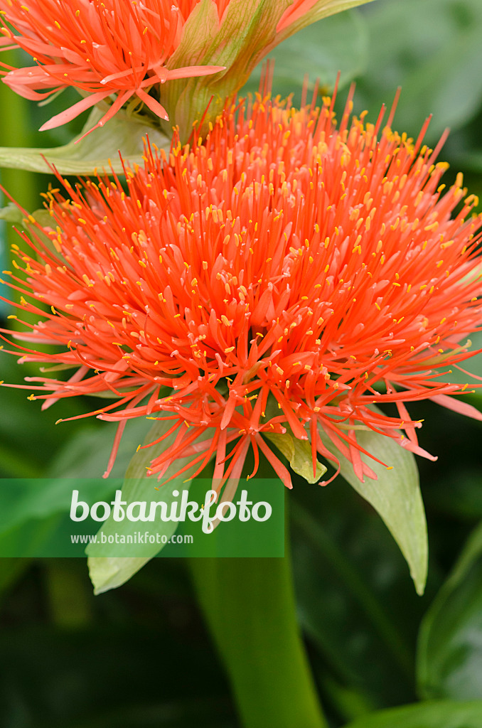 534497 - Blood flower (Scadoxus multiflorus syn. Haemanthus multiflorus)