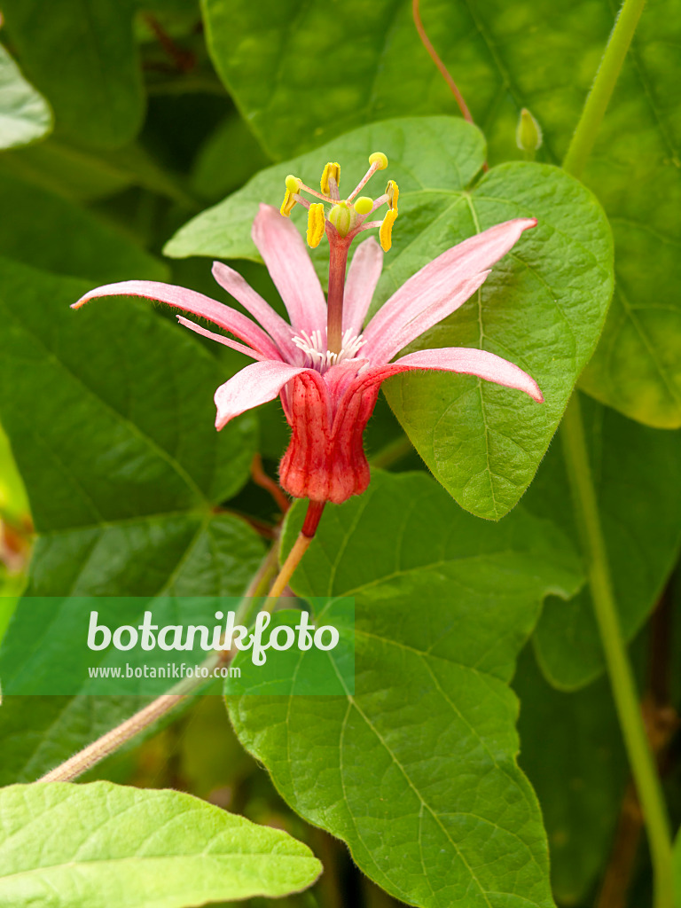 427112 - Blood red passion flower (Passiflora sanguinolenta)