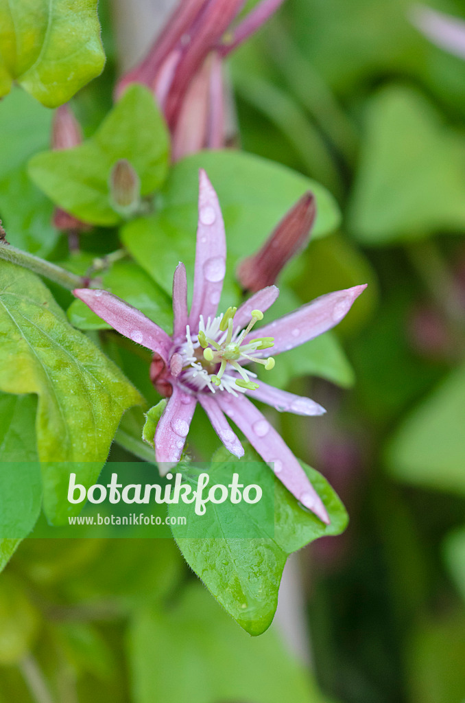 548008 - Blood red passion flower (Passiflora sanguinolenta)