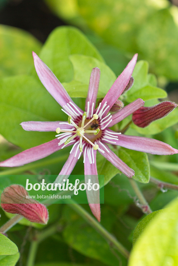 548106 - Blood red passion flower (Passiflora sanguinolenta)