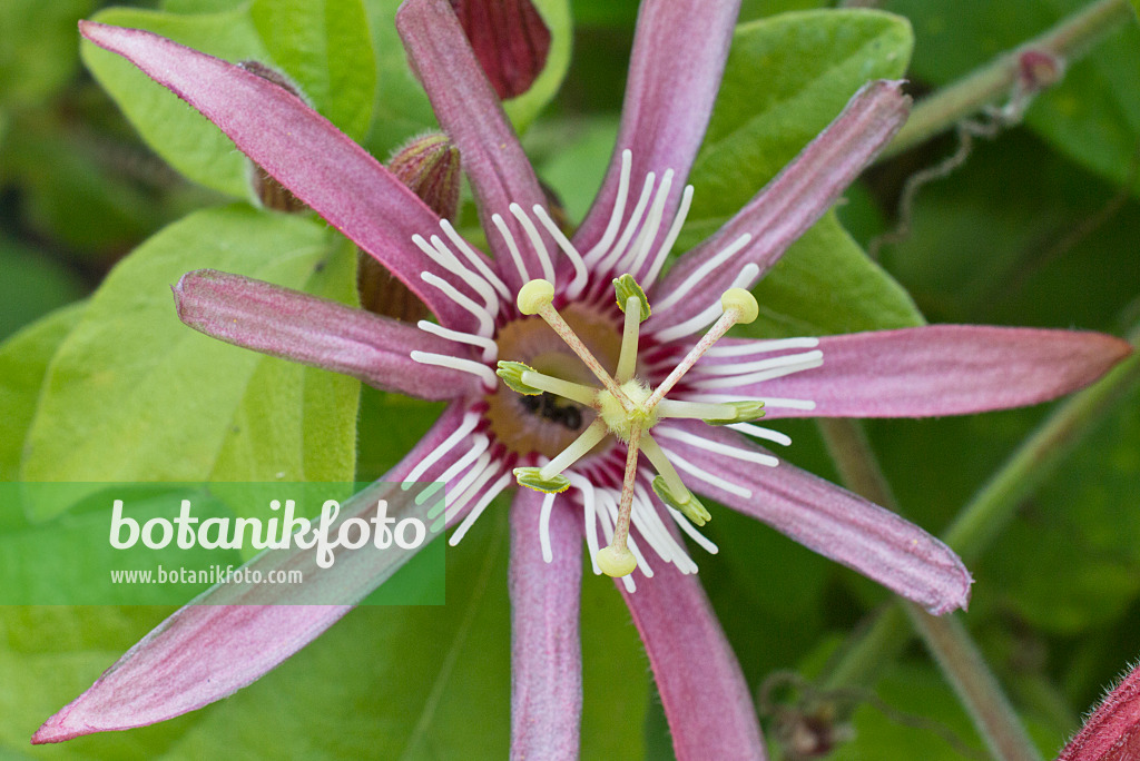 548107 - Blood red passion flower (Passiflora sanguinolenta)