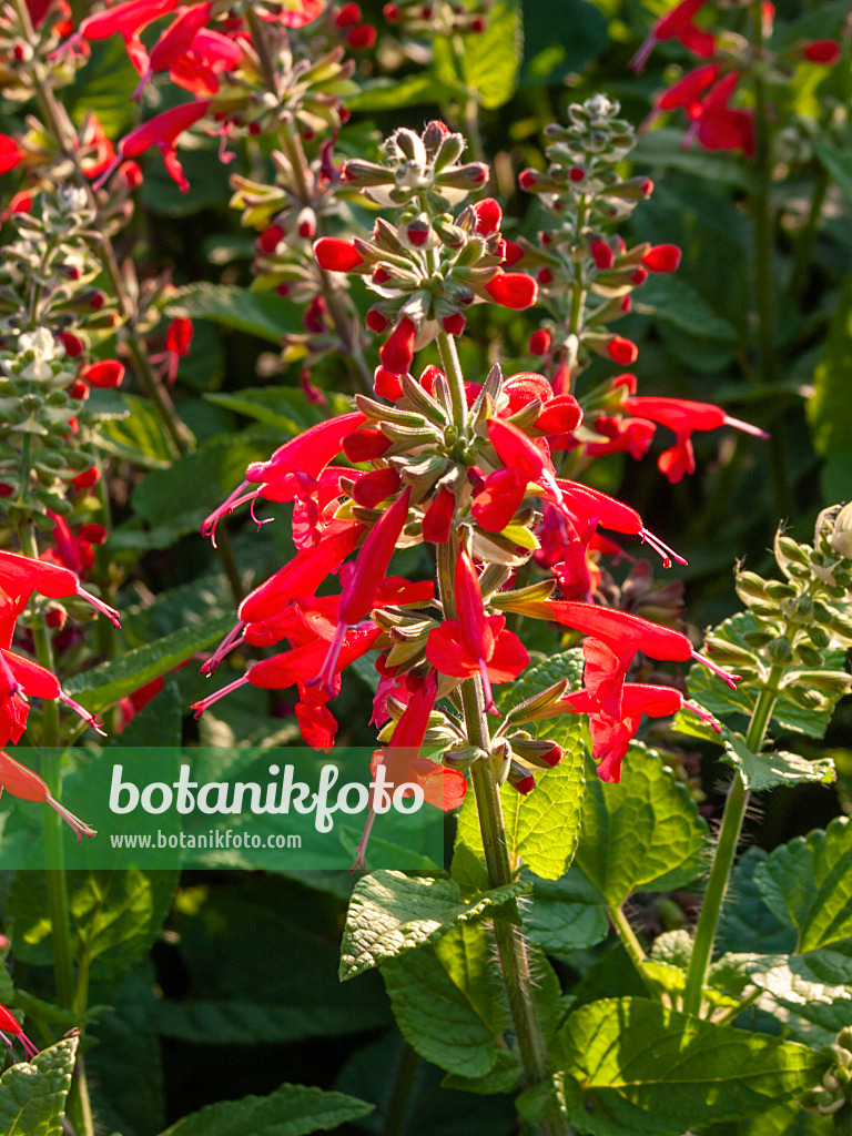 403070 - Blood sage (Salvia coccinea 'Lady in Red')