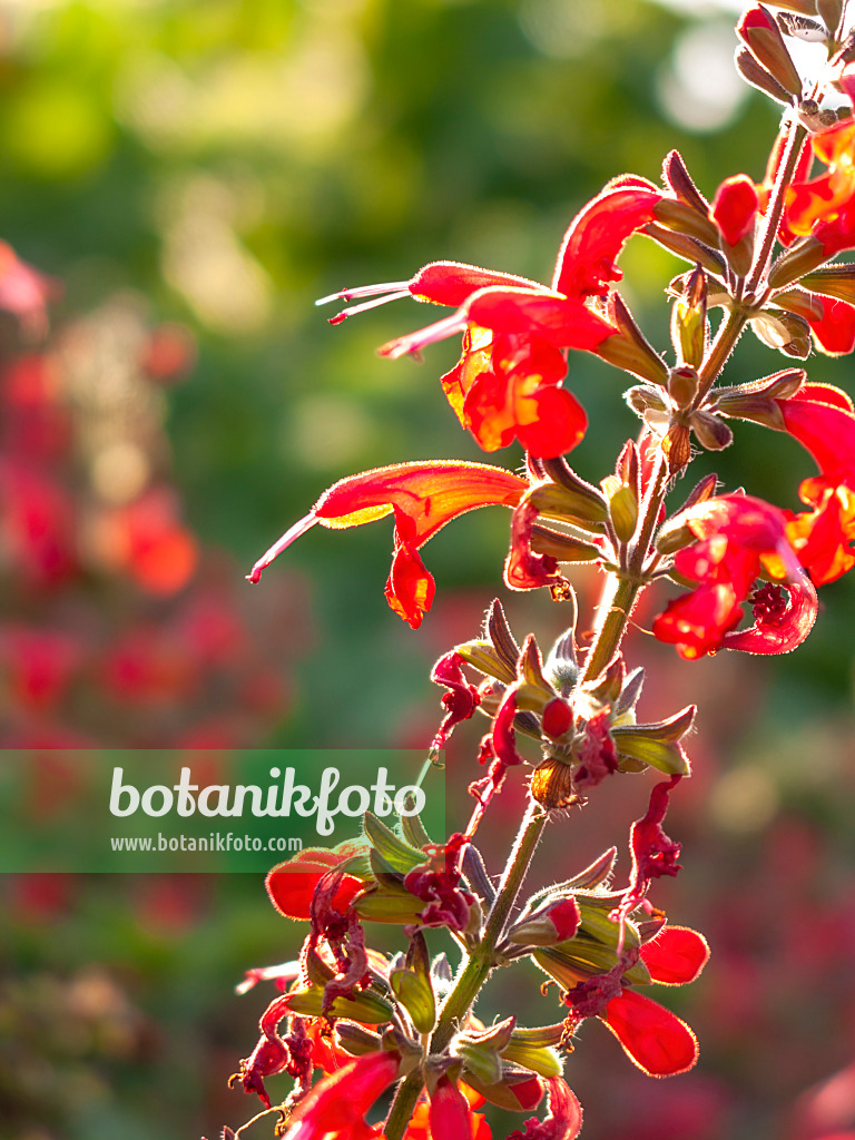 416014 - Blood sage (Salvia coccinea 'Lady in Red')