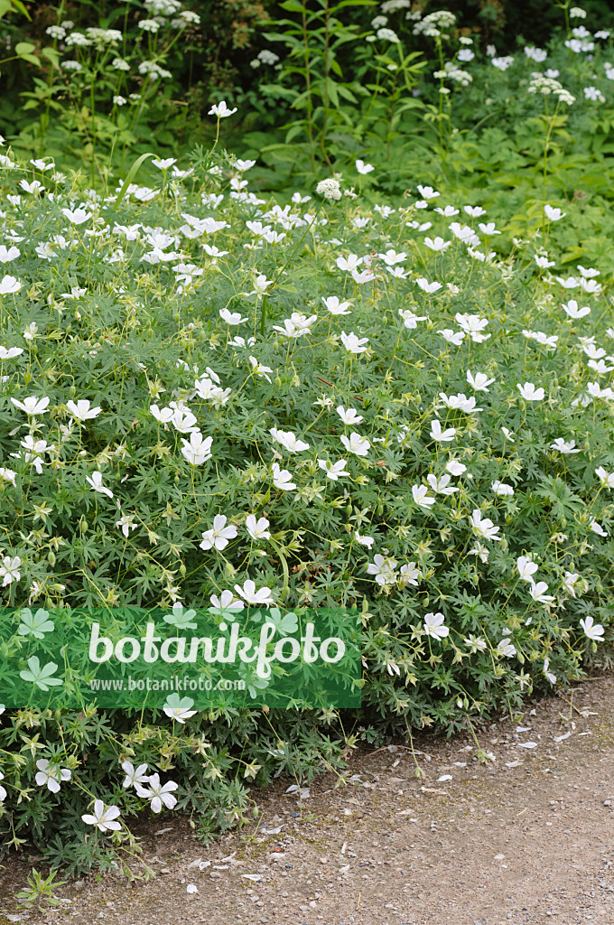 485141 - Bloody cranesbill (Geranium sanguineum 'Album')