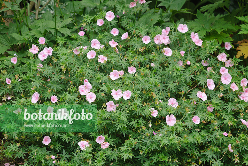 518002 - Bloody cranesbill (Geranium sanguineum var. striatum)