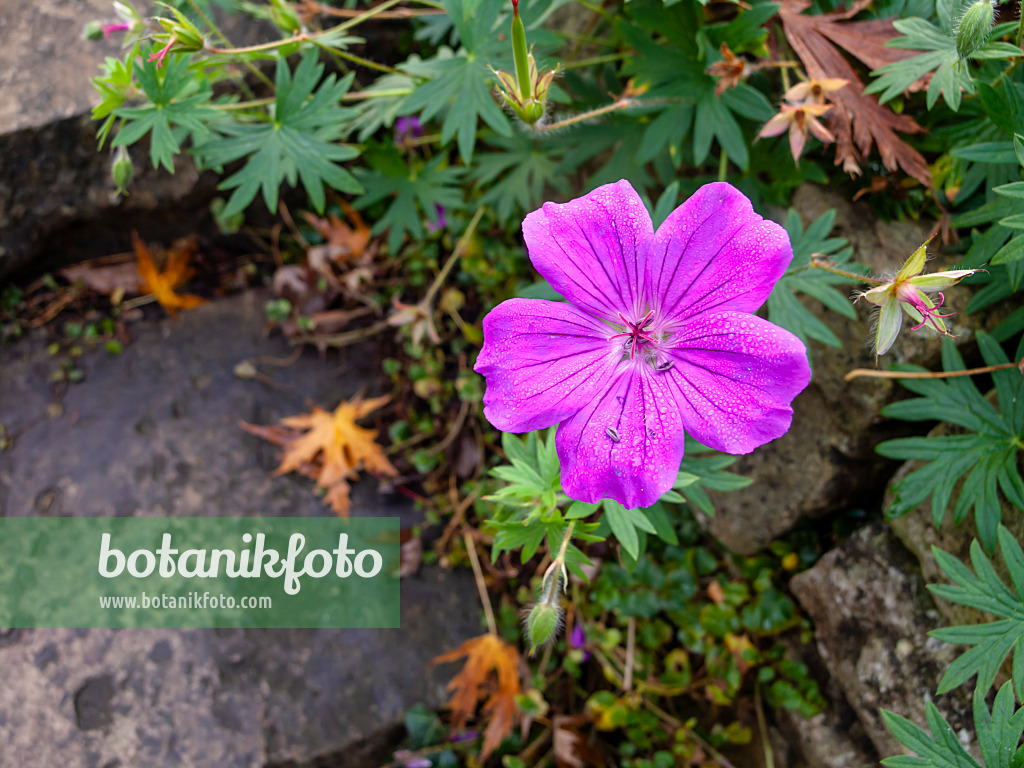 431084 - Bloody cranesbill (Geranium sanguineum 'Tiny Monster')