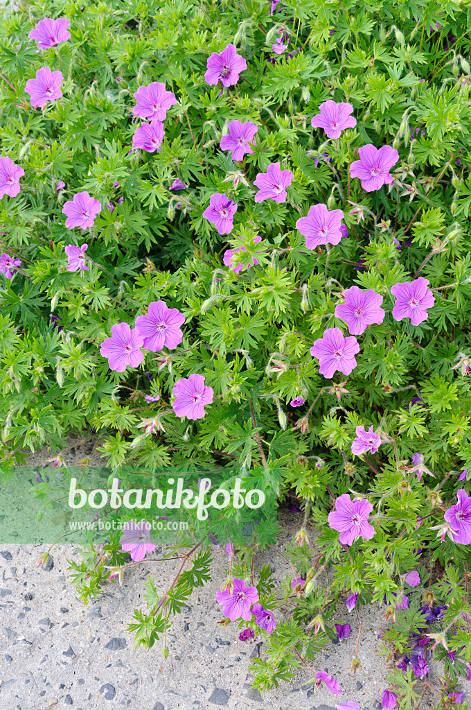 485007 - Bloody cranesbill (Geranium sanguineum 'Tiny Monster')