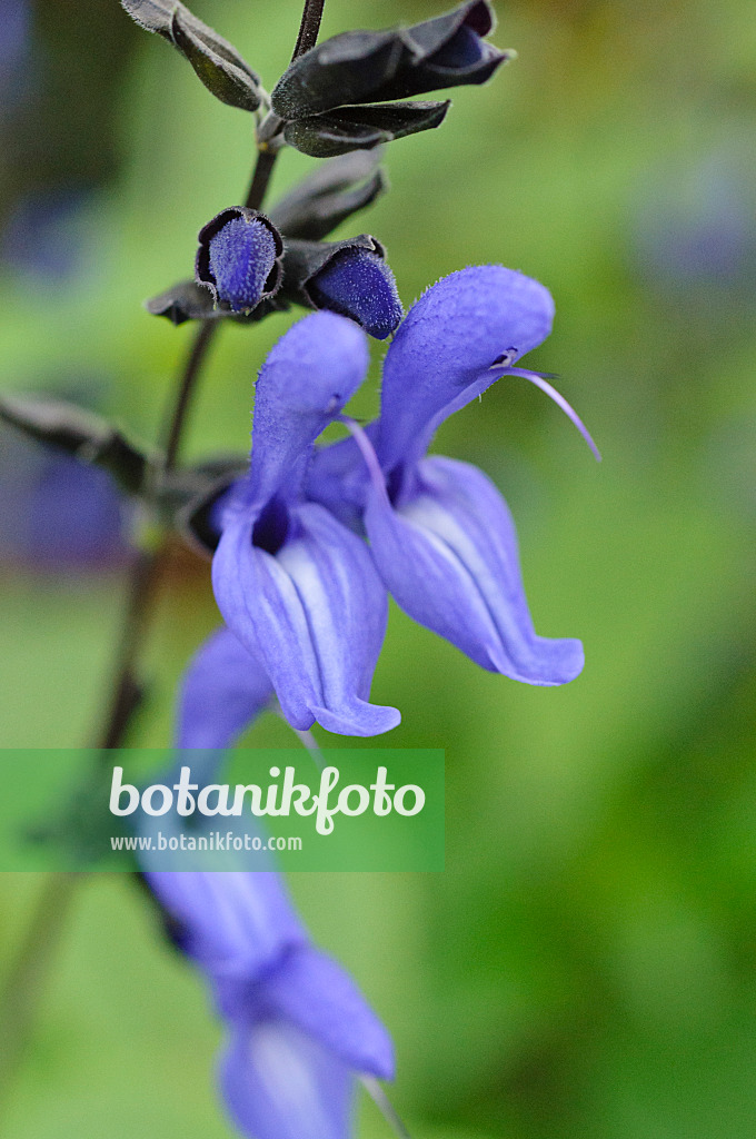 477060 - Blue anise sage (Salvia guaranitica 'Black and Blue')