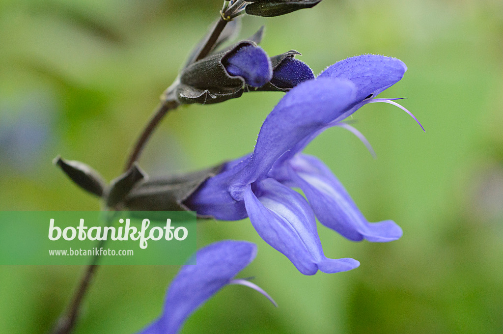 477061 - Blue anise sage (Salvia guaranitica 'Black and Blue')