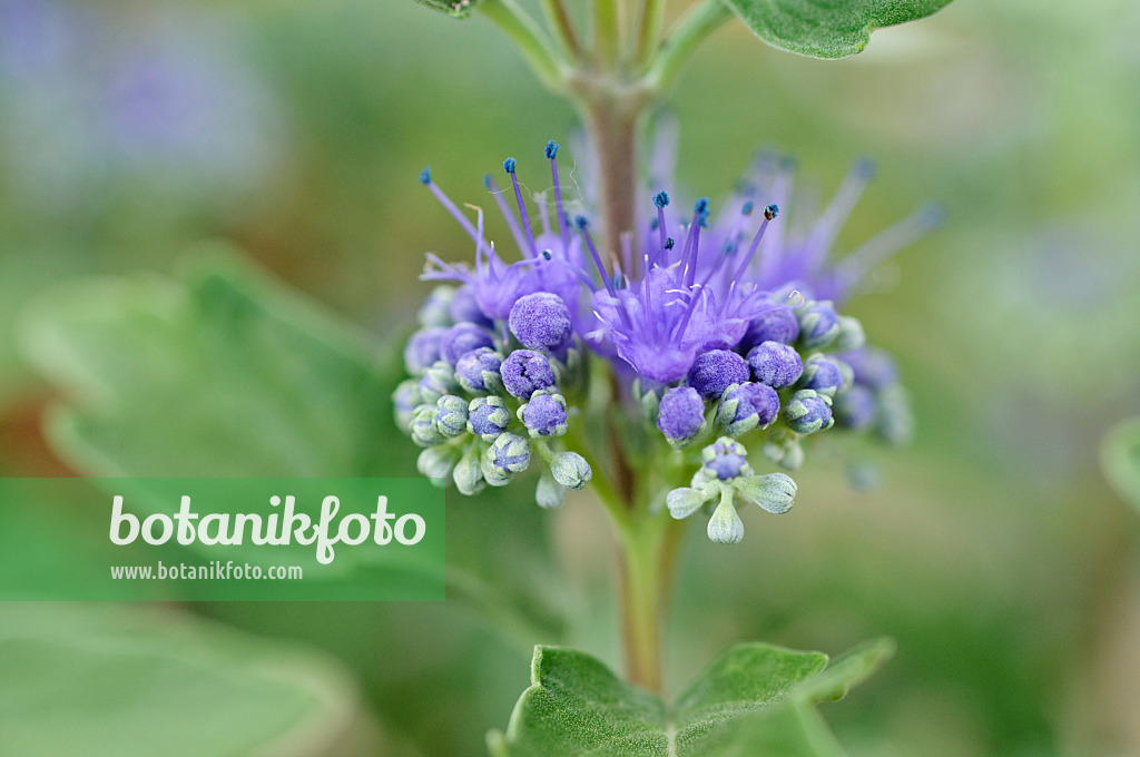 488046 - Blue beard (Caryopteris x clandonensis)