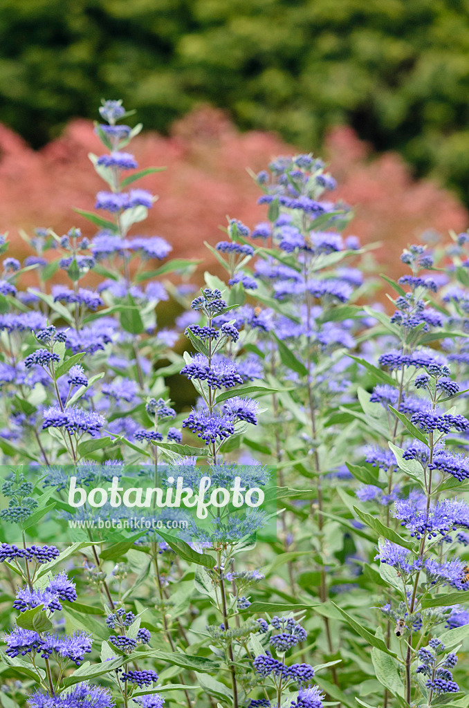 548084 - Blue beard (Caryopteris x clandonensis)