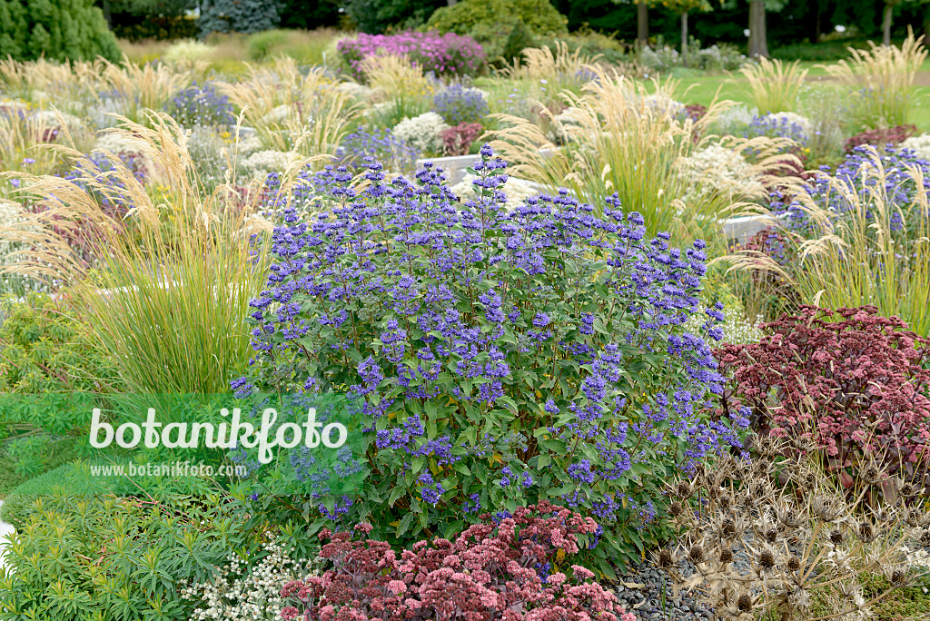 558063 - Blue beard (Caryopteris x clandonensis 'Grand Bleu')