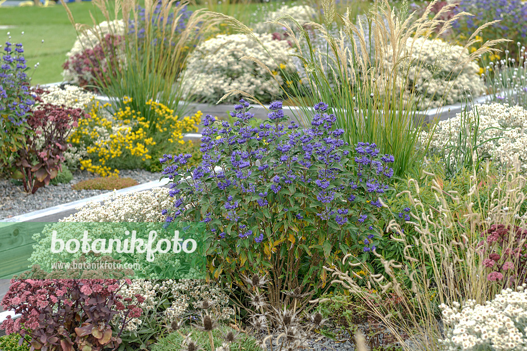 558066 - Blue beard (Caryopteris x clandonensis 'Grand Bleu')