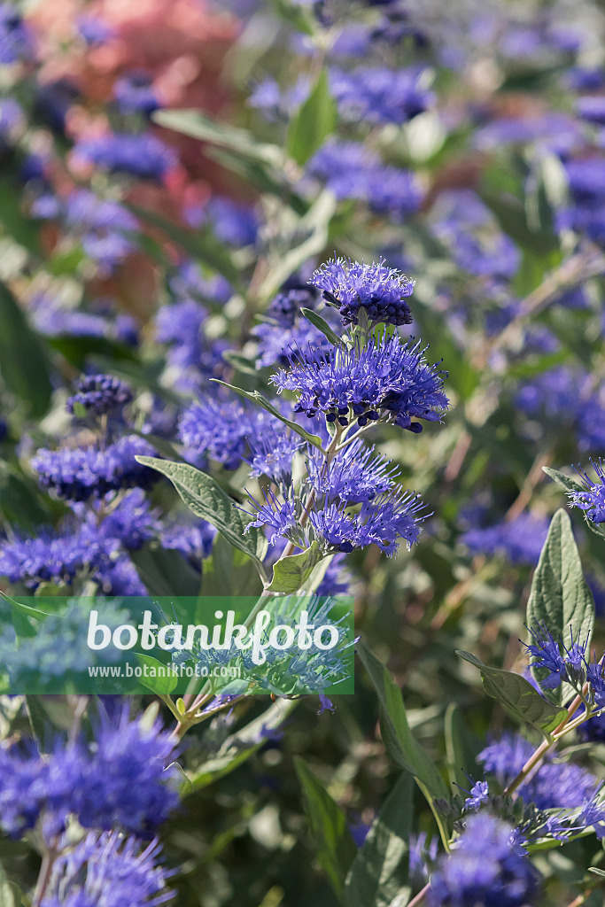 625134 - Blue beard (Caryopteris x clandonensis 'Heavenly Blue')