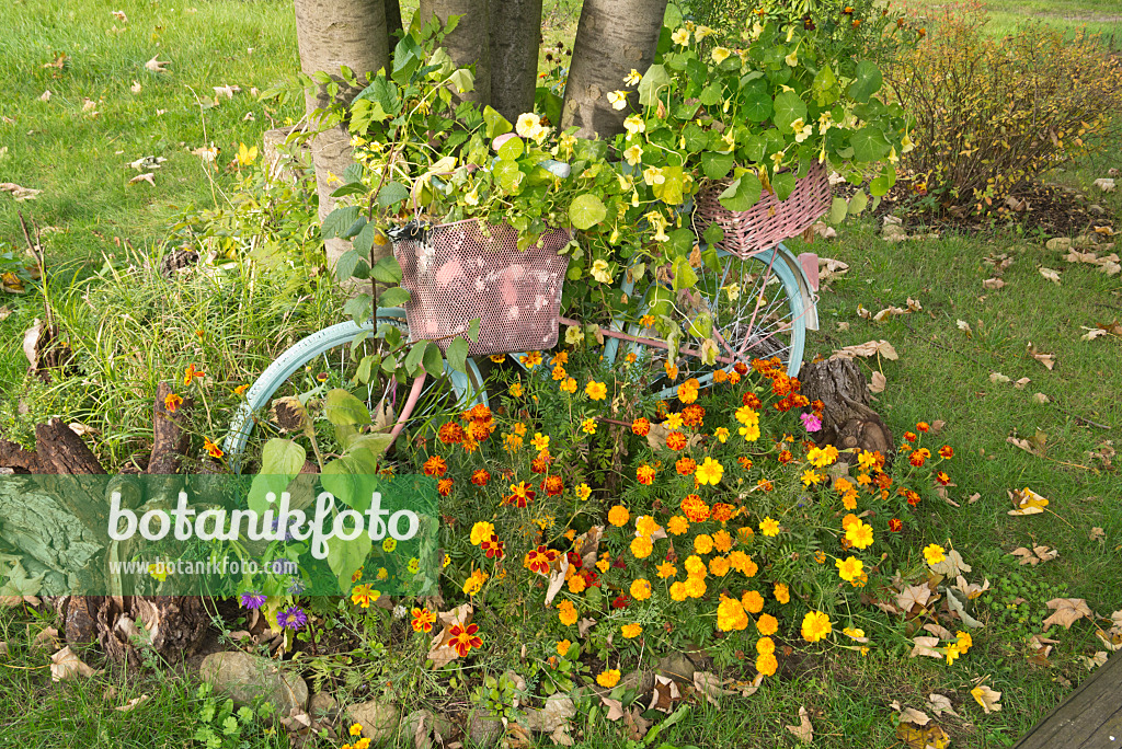 609043 - Blue bicycle in an autumnal garden