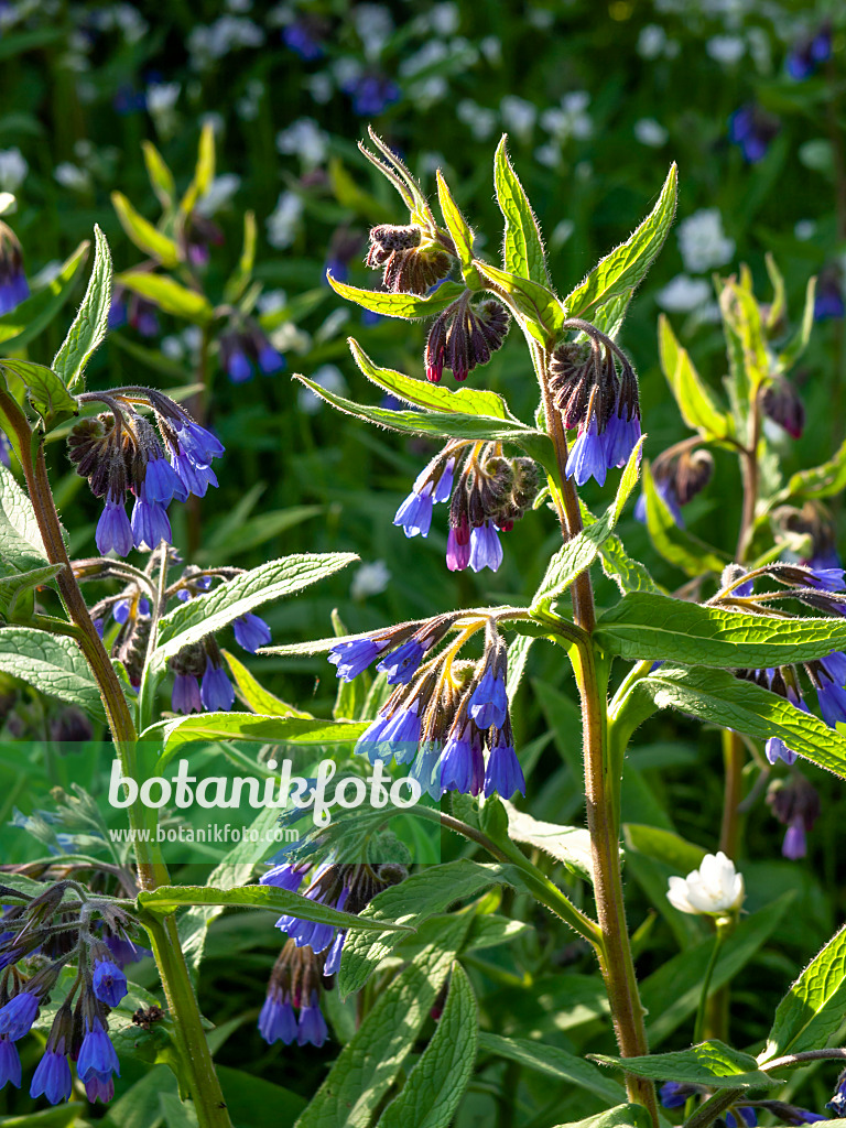 459065 - Blue comfrey (Symphytum azureum)