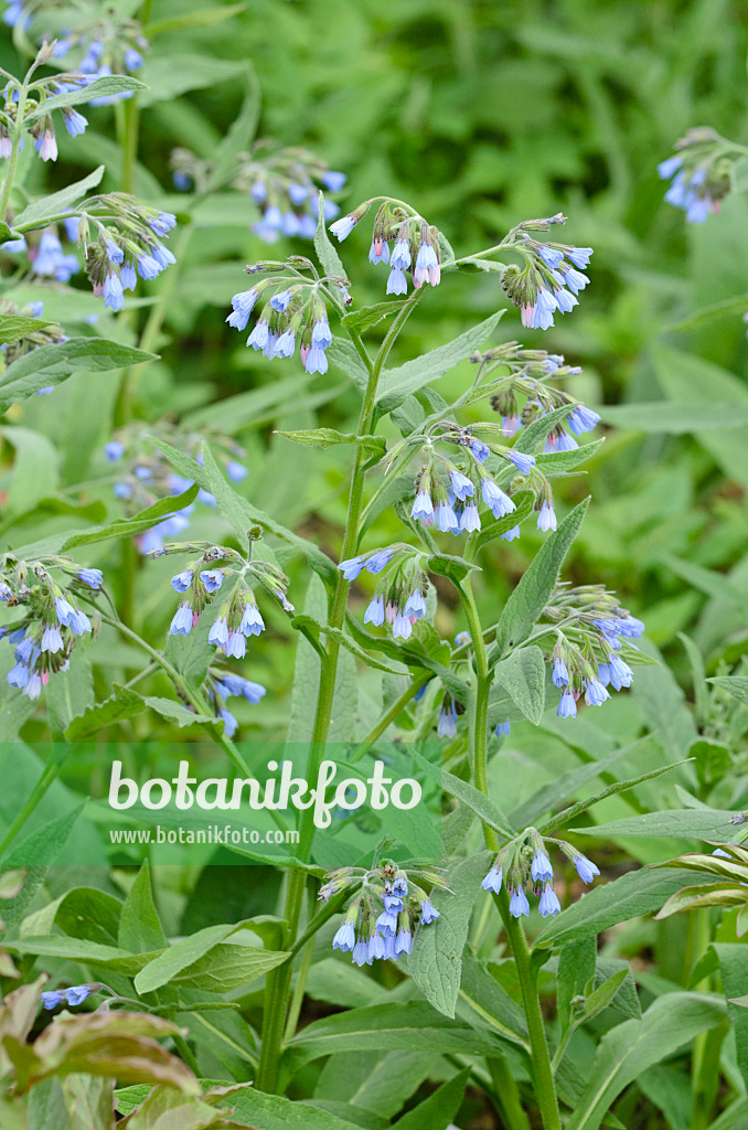 507188 - Blue comfrey (Symphytum azureum)