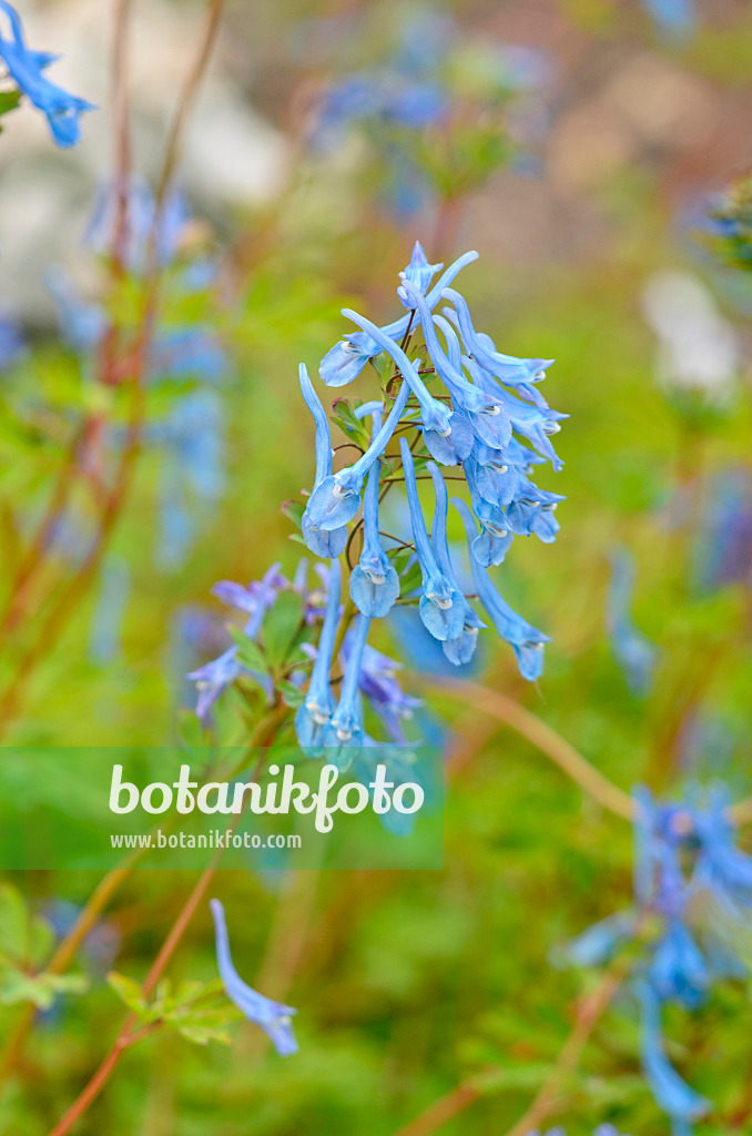 533340 - Blue corydalis (Corydalis elata x flexuosa 'Tory MP')