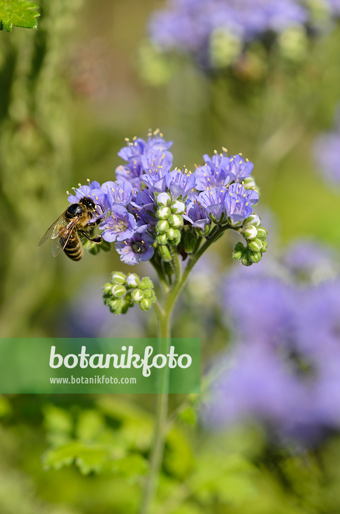 534441 - Blue curls (Phacelia congesta) and bee (Apis)