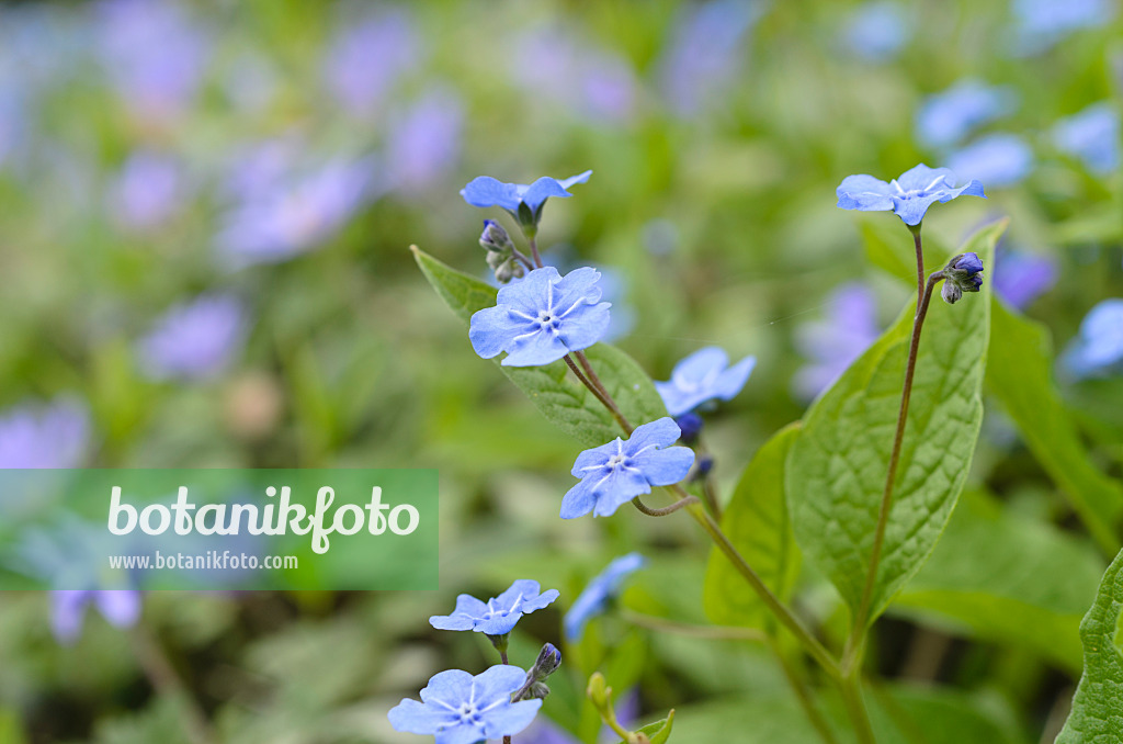 495093 - Blue-eyed Mary (Omphalodes verna)