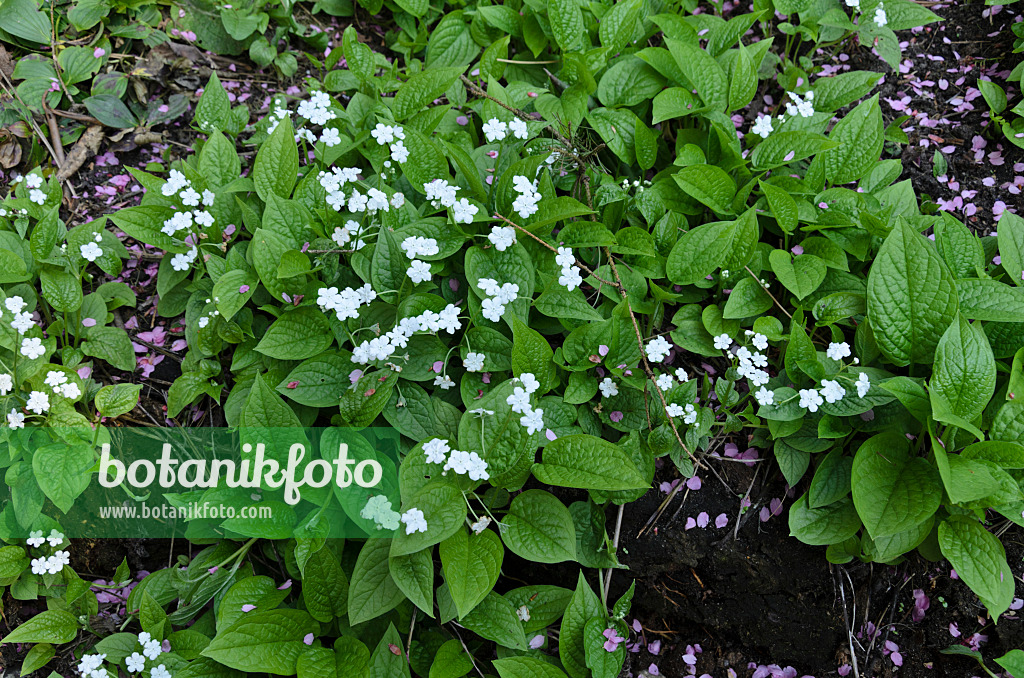 495188 - Blue-eyed Mary (Omphalodes verna 'Alba')