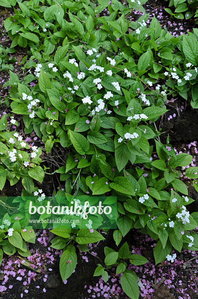 495189 - Blue-eyed Mary (Omphalodes verna 'Alba')