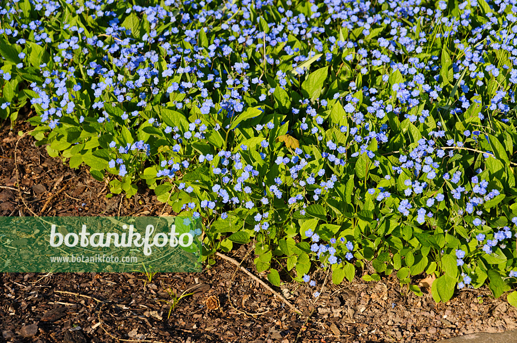 483305 - Blue-eyed Mary (Omphalodes verna 'Grandiflora')