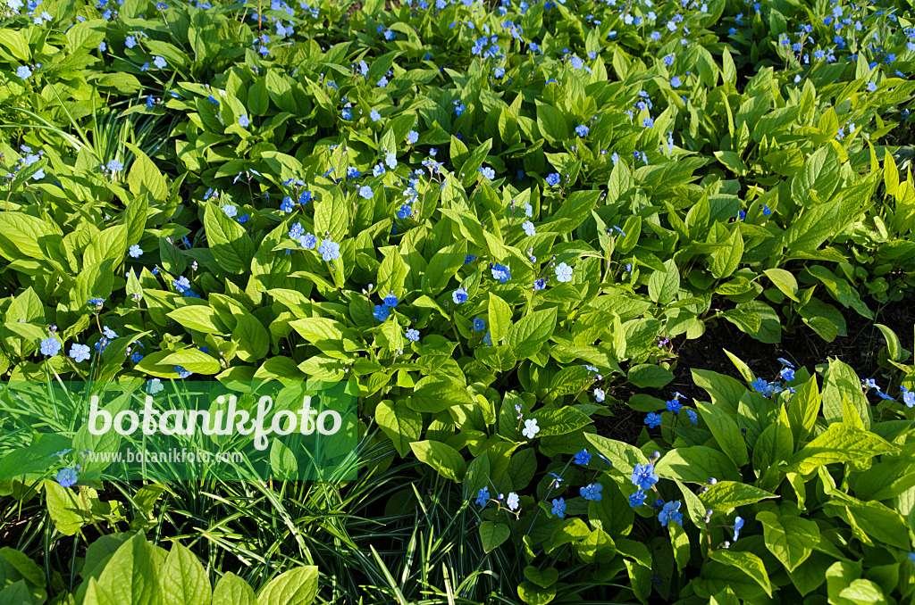 495126 - Blue-eyed Mary (Omphalodes verna 'Grandiflora')