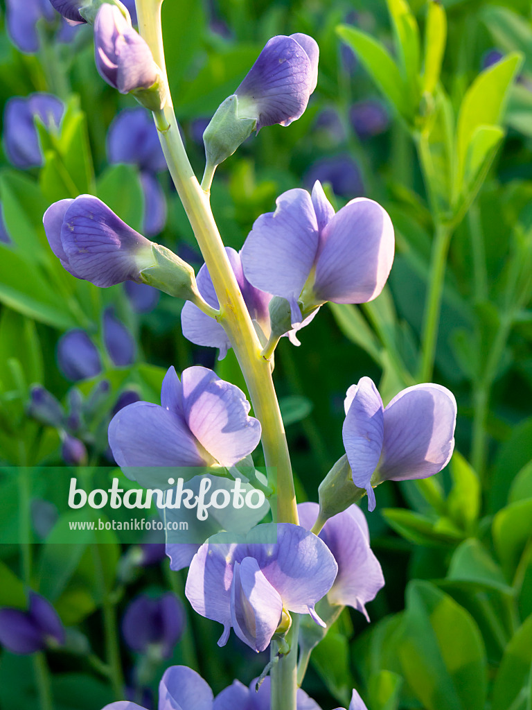 425107 - Blue false indigo (Baptisia australis)