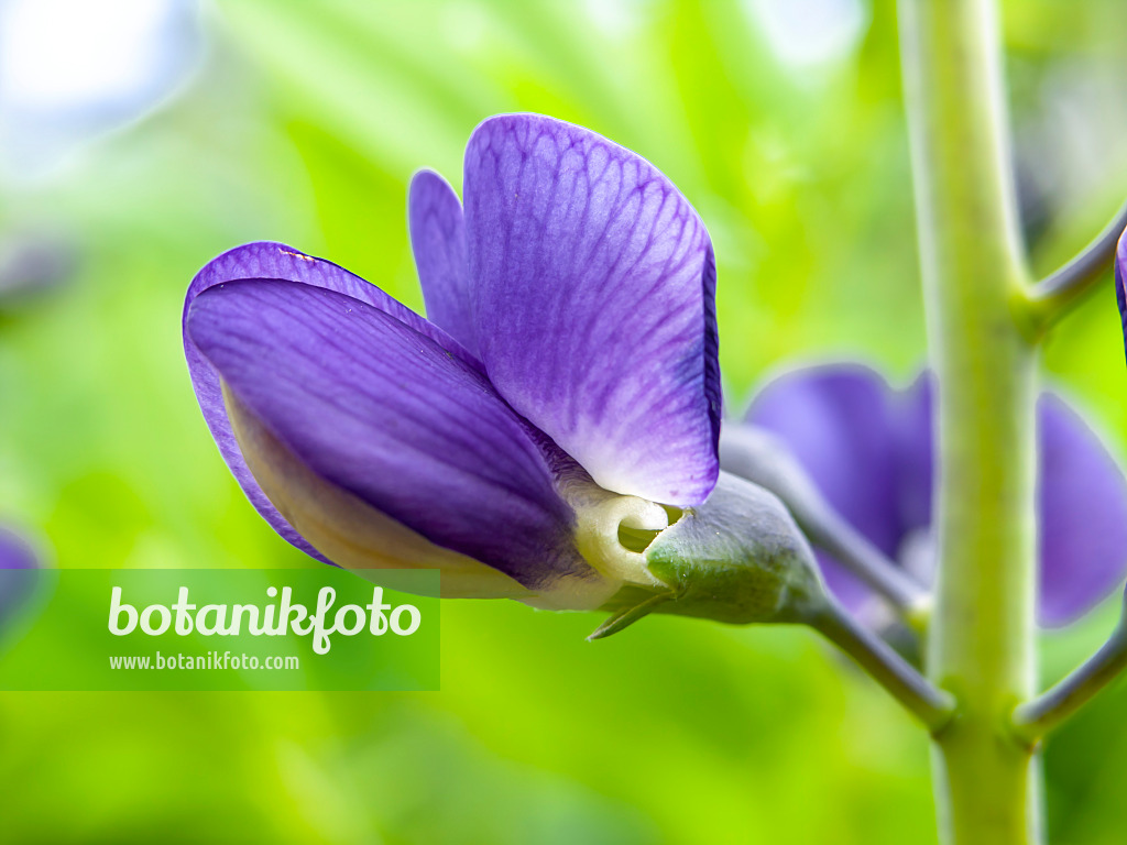 438007 - Blue false indigo (Baptisia australis)