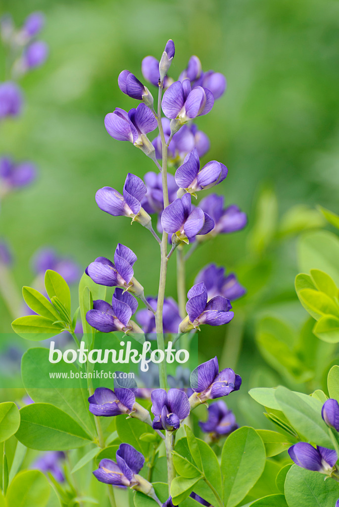 509167 - Blue false indigo (Baptisia australis)