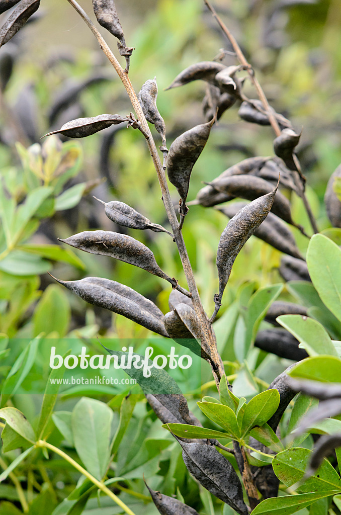 525210 - Blue false indigo (Baptisia australis)