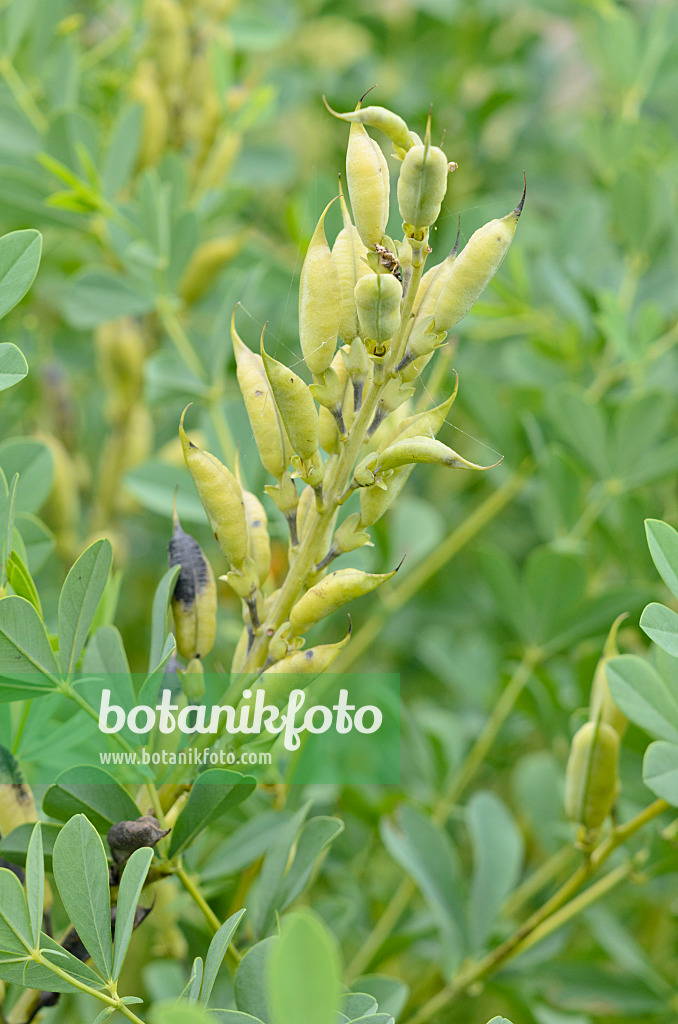 534462 - Blue false indigo (Baptisia australis)