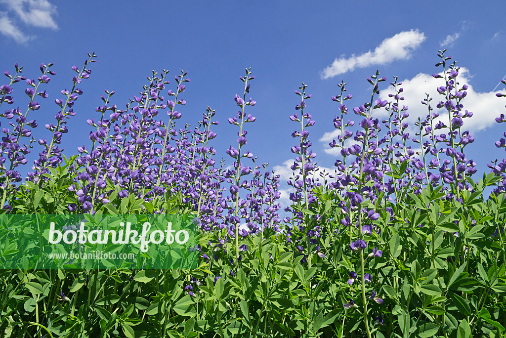 608076 - Blue false indigo (Baptisia australis)