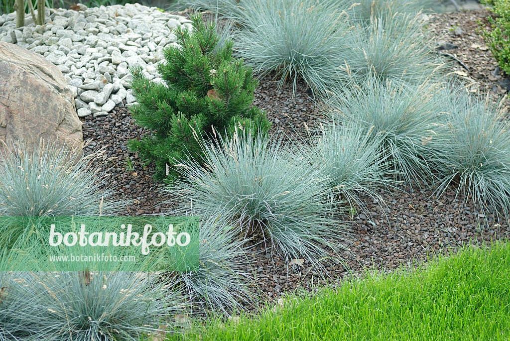 526097 - Blue fescue (Festuca cinerea syn. Festuca glauca) and dwarf mountain pine (Pinus mugo)