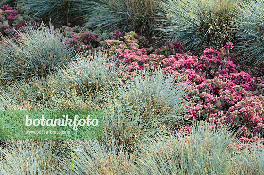 476214 - Blue fescue (Festuca cinerea syn. Festuca glauca) and pink stonecrop (Sedum ewersii syn. Hylotelephium ewersii)