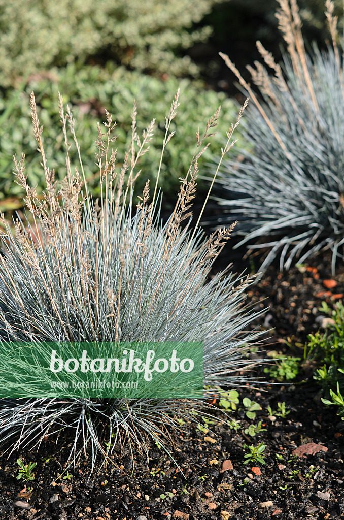 548025 - Blue fescue (Festuca cinerea 'Zwergenkönig' syn. Festuca glauca 'Zwergenkönig')