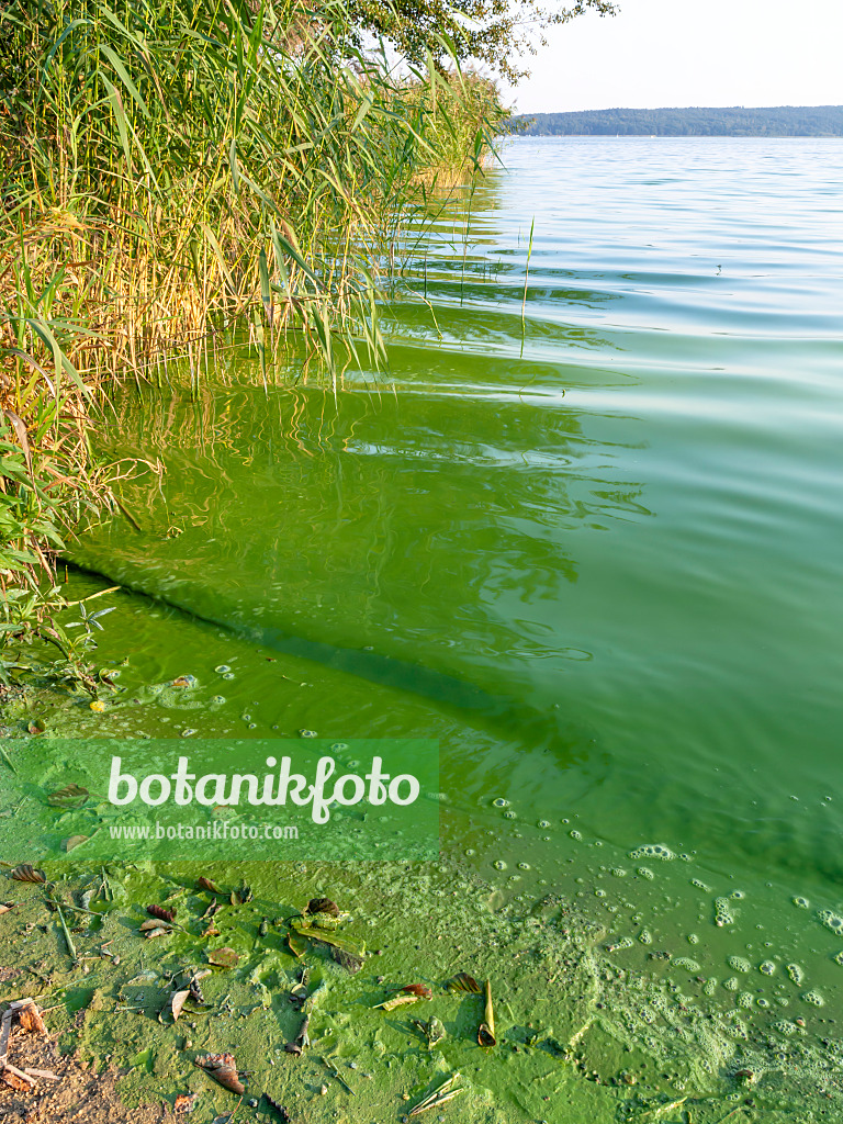 429173 - Blue-green algae, Brandenburg, Germany